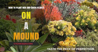 Planting Hen and Chicks on a Mound: A Step-by-Step Guide
