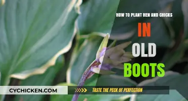 Planting Hen and Chicks: Upcycling Old Boots
