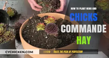 Planting Hens and Chicks Commander Hay: A Step-by-Step Guide