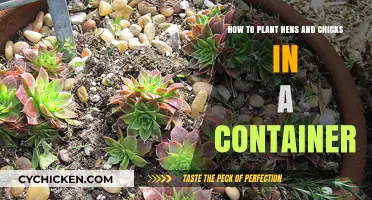 Planting Hens and Chicks: Container Gardening Guide