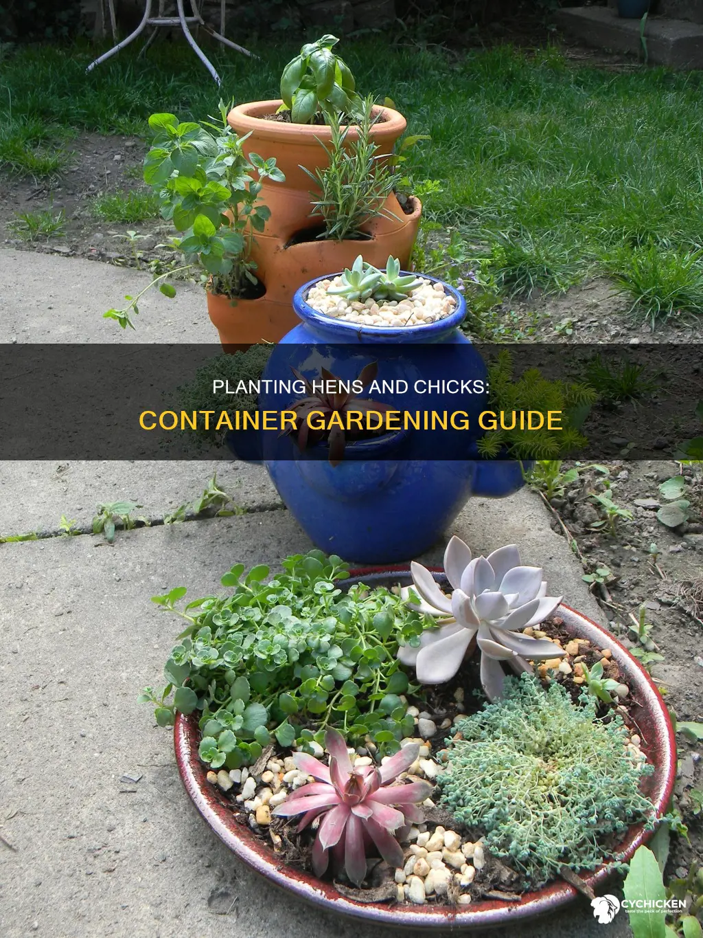 how to plant hens and chicks in a container