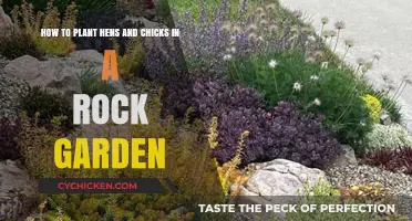 Planting Hens and Chicks in a Rock Garden