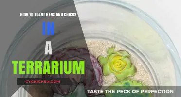 Planting Hens and Chicks: A Step-by-Step Guide for Terrariums