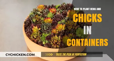 Planting Hens and Chicks in Containers: A Step-by-Step Guide