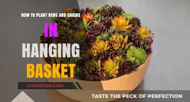 Hens and Chicks: Hanging Basket Gardening Guide