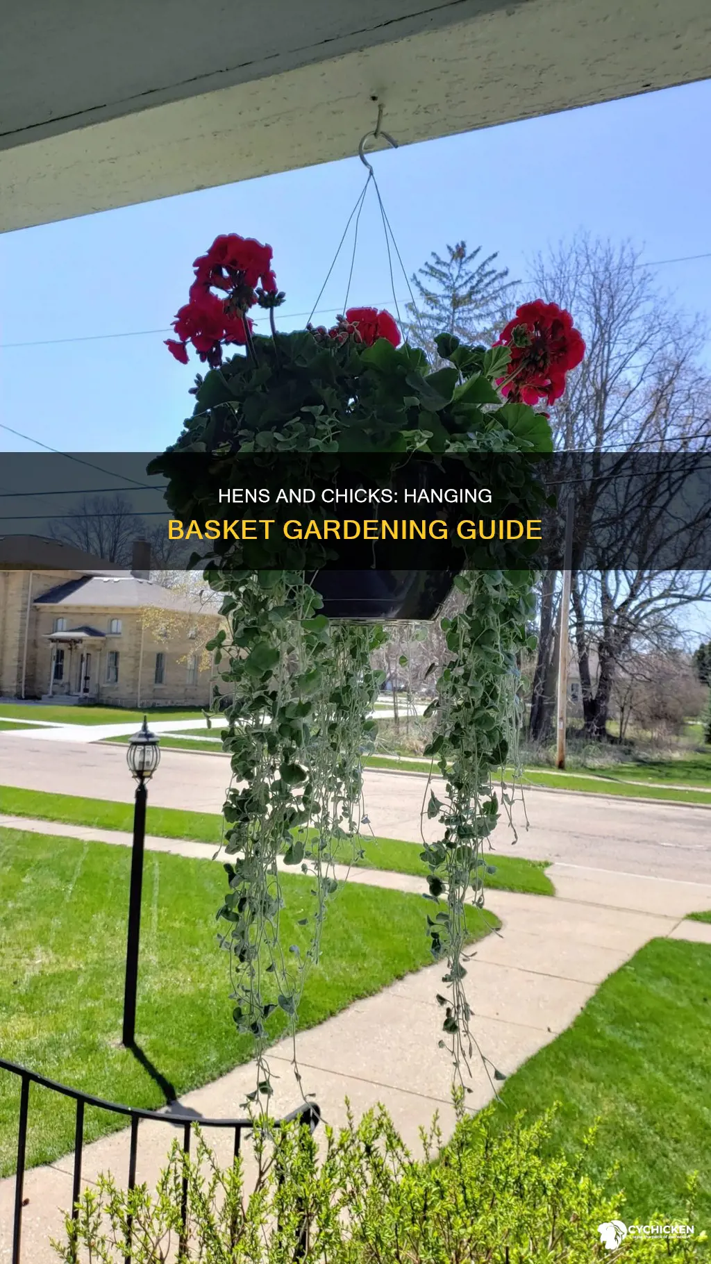 how to plant hens and chicks in hanging basket