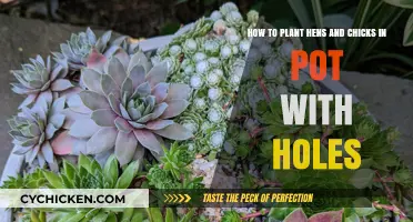 Sowing Hens and Chicks: A Guide to Pot Planting with Holes