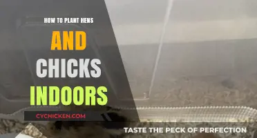 Indoor Hens and Chicks: Easy Steps for Growing Succulents at Home