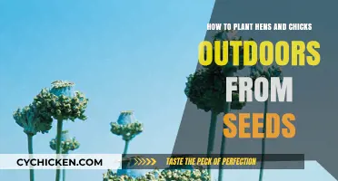 Planting Hens and Chicks from Seeds Outdoors