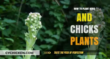 Planting Hens and Chicks: Easy Steps for Succulent Garden Success