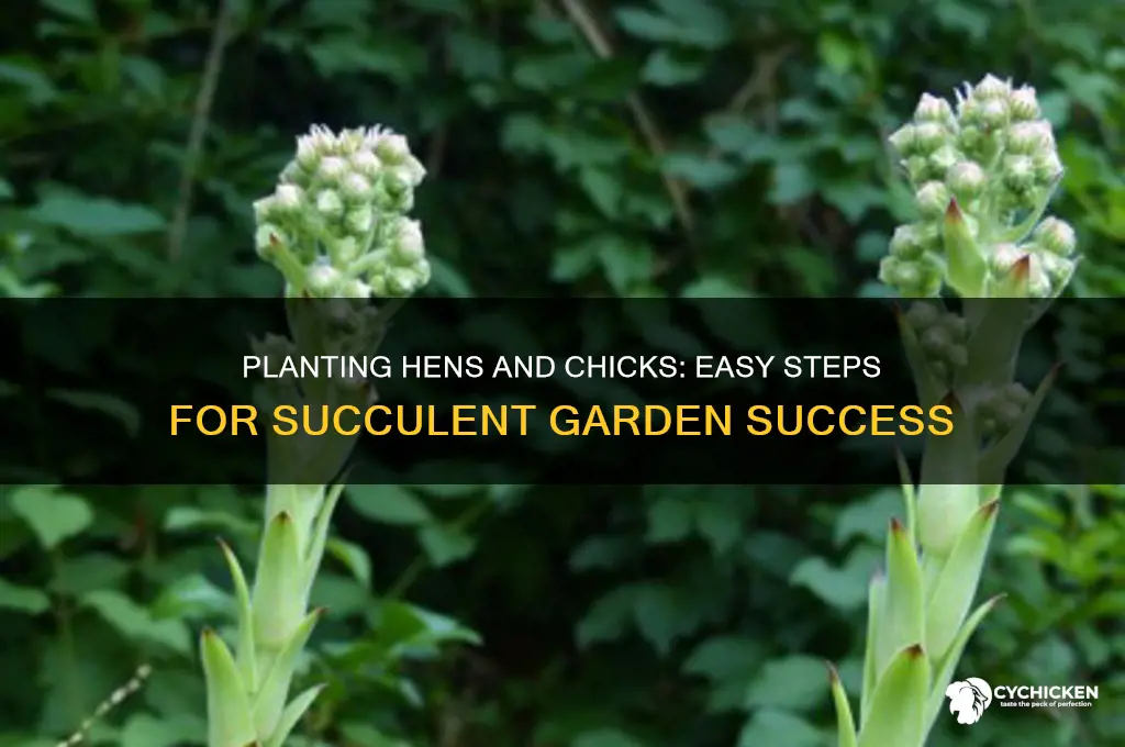 how to plant hens and chicks plants