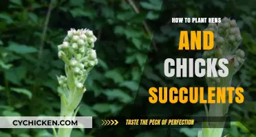 Planting Hens and Chicks Succulents: Easy Propagation Guide