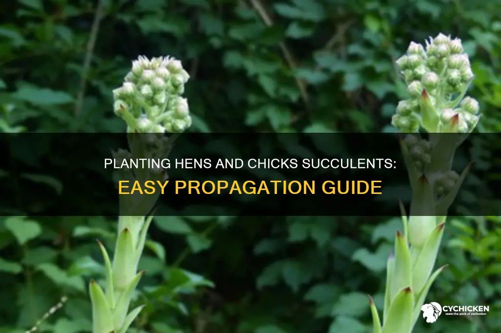 how to plant hens and chicks succulents