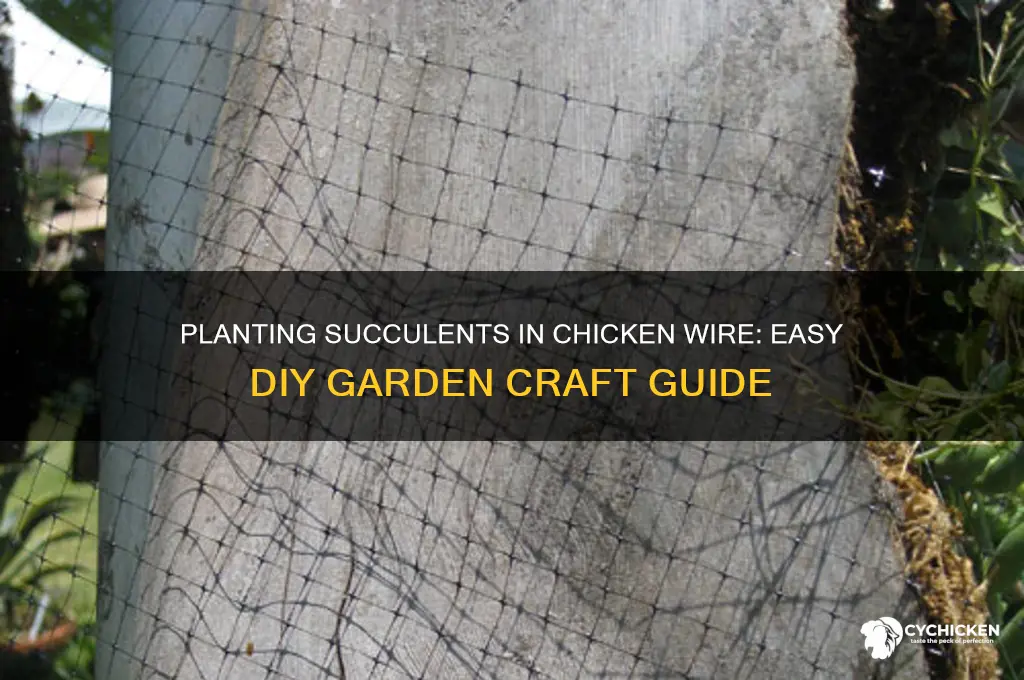 how to plant succulents in chicken wire