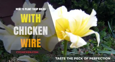 Planting Tulip Bulbs with Chicken Wire: A Step-by-Step Guide
