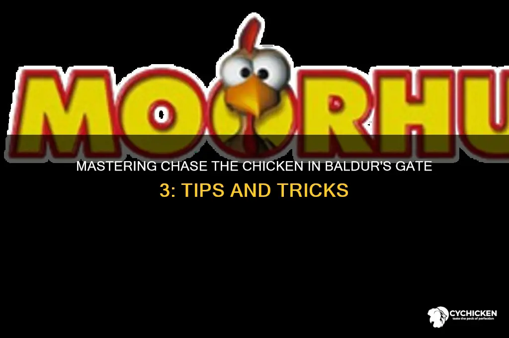 how to play chase the chicken bg3