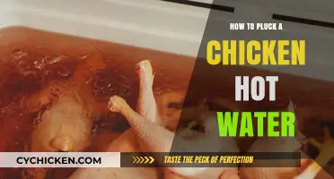 Mastering the Art of Plucking a Chicken with Hot Water