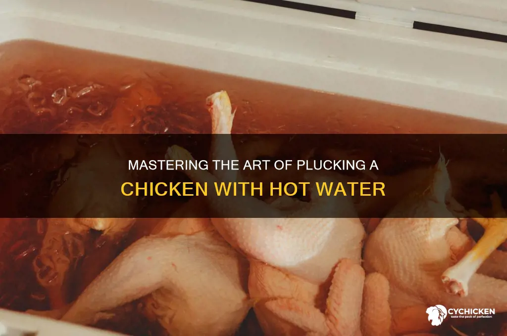 how to pluck a chicken hot water