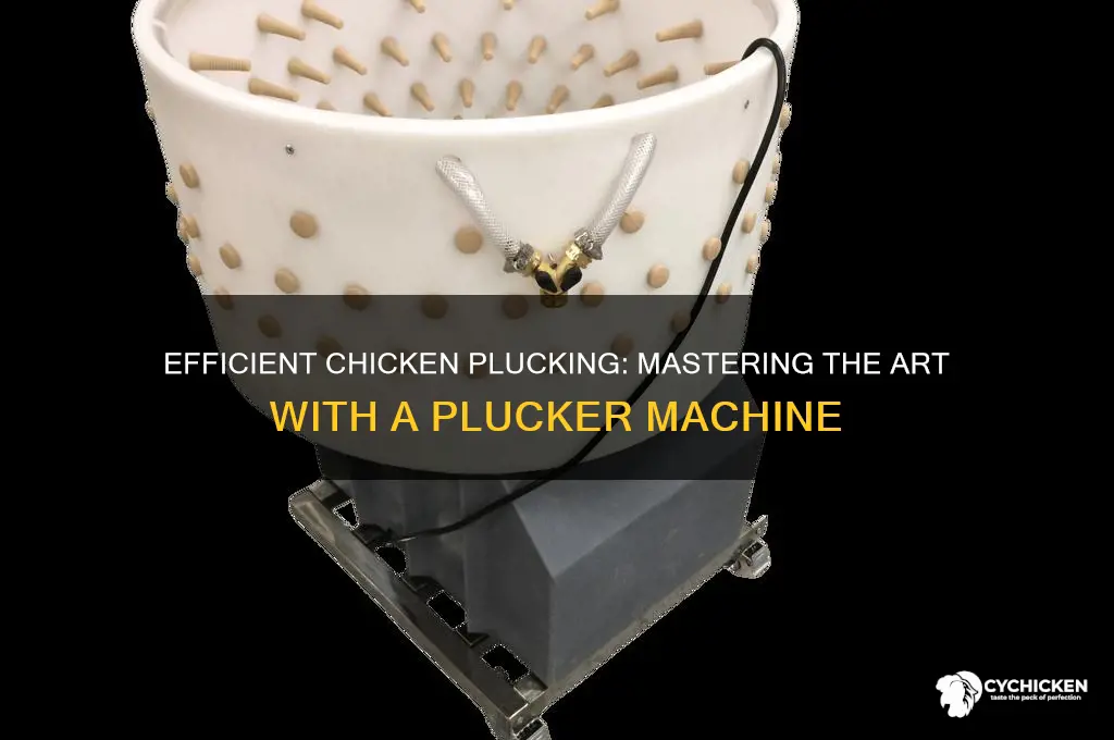 how to pluck a chicken with a plucker
