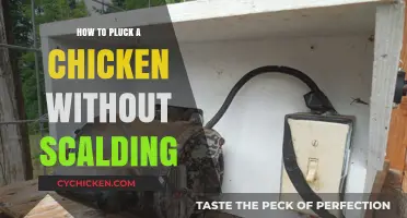 Effortless Chicken Plucking: Skip Scalding with These Simple Techniques
