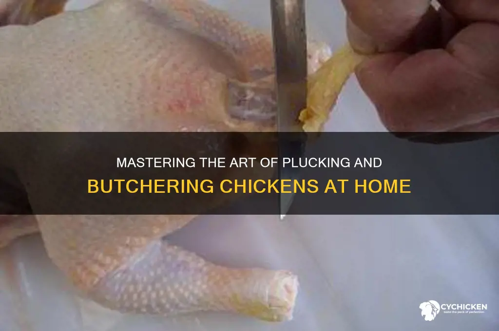 how to pluck and butcher a chicken