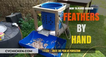 Mastering the Art of Hand-Plucking Chicken Feathers: A Step-by-Step Guide