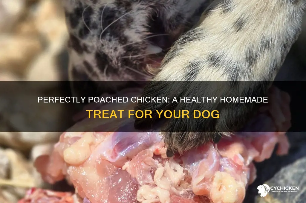 how to poach chicken for the dog