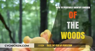 Spotting Chicken of the Woods: A Beginner's Guide to Positive Identification