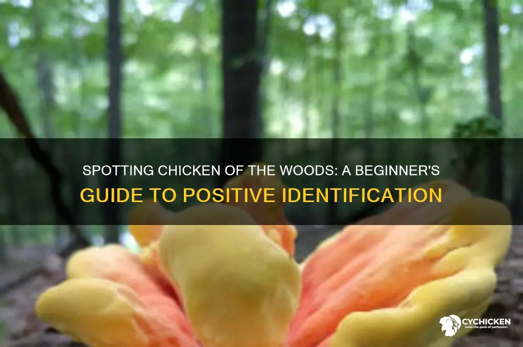 how to positively identify chicken of the woods