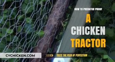 Secure Your Flock: Predator-Proofing Your Chicken Tractor Effectively