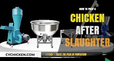 Mastering Chicken Processing: Step-by-Step Guide to Post-Slaughter Preparation