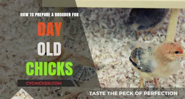 Setting Up a Brooder for Newborn Chicks