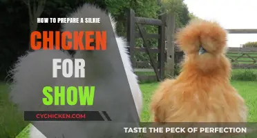 Perfecting Your Silkie Chicken’s Show-Ready Look: Essential Prep Tips