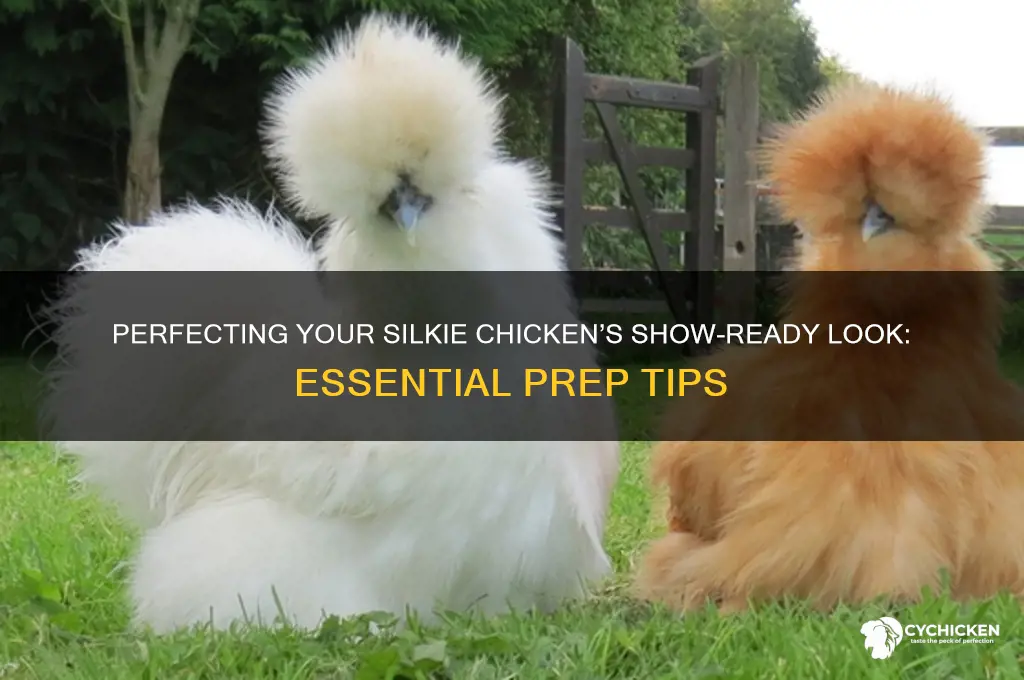 how to prepare a silkie chicken for show