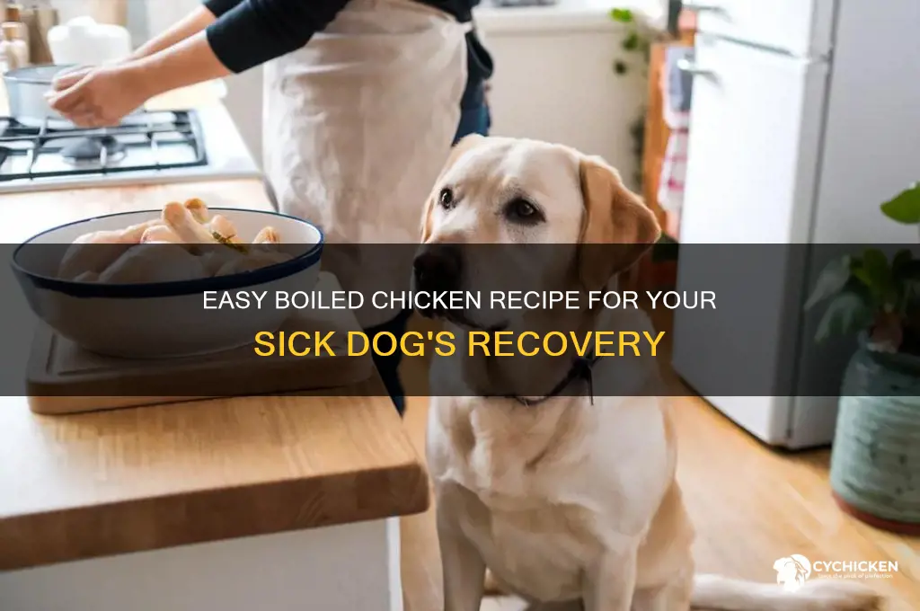 how to prepare boiled chicken for ill dog