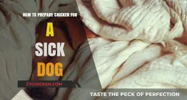 Soothing Chicken Recipes: Easy Preparation Tips for Your Sick Dog's Recovery