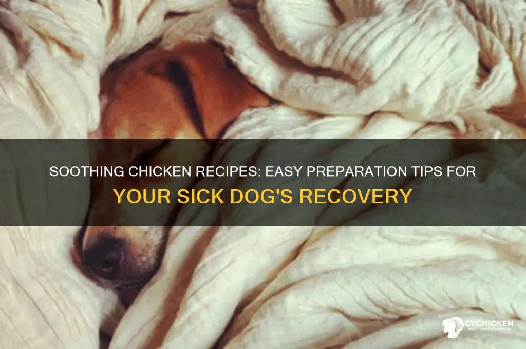 how to prepare chicken for a sick dog