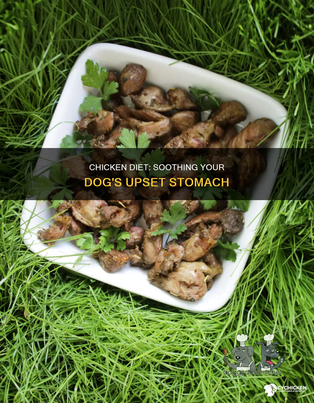 how to prepare chicken for dog with upset stomach