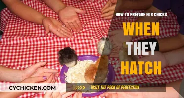 Preparing for Hatch Day: Essential Tips for Welcoming New Chicks