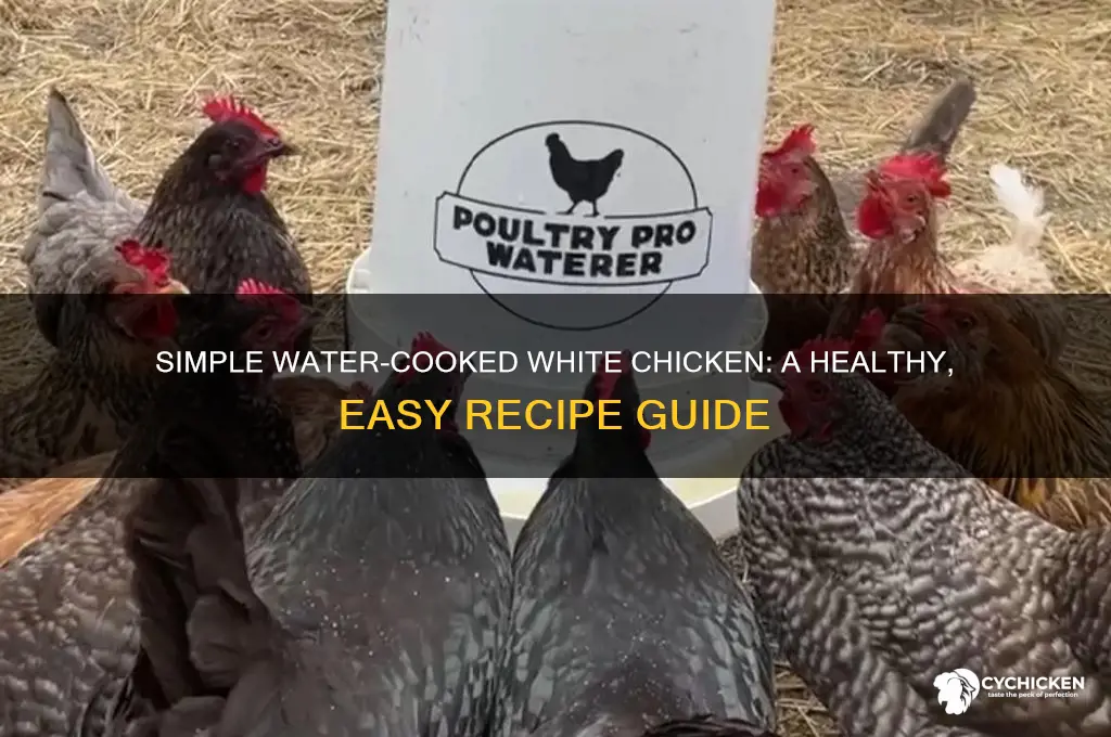 how to prepare white chicken in water