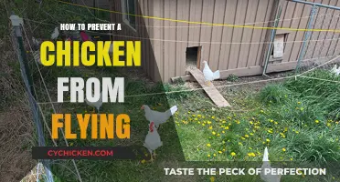 Effective Tips to Keep Your Chickens Grounded and Safe