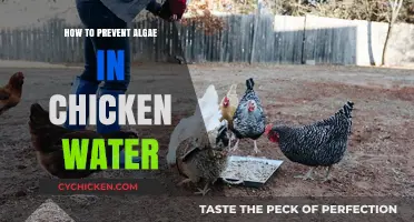 Effective Tips to Keep Chicken Water Algae-Free and Clean