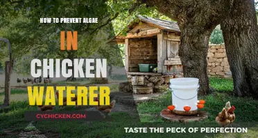 Effective Tips to Keep Chicken Waterers Algae-Free and Clean