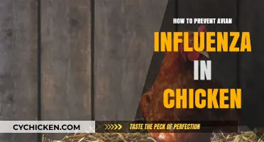 Effective Strategies to Prevent Avian Influenza in Your Chicken Flock