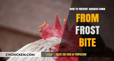 Protecting Your Flock: Preventing Chicken Combs from Frostbite in Winter