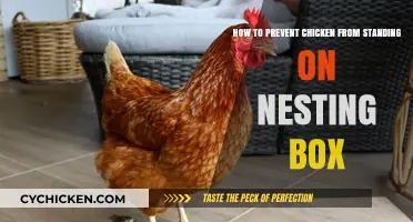 Preventing Hens Standing: Nesting Box Solutions