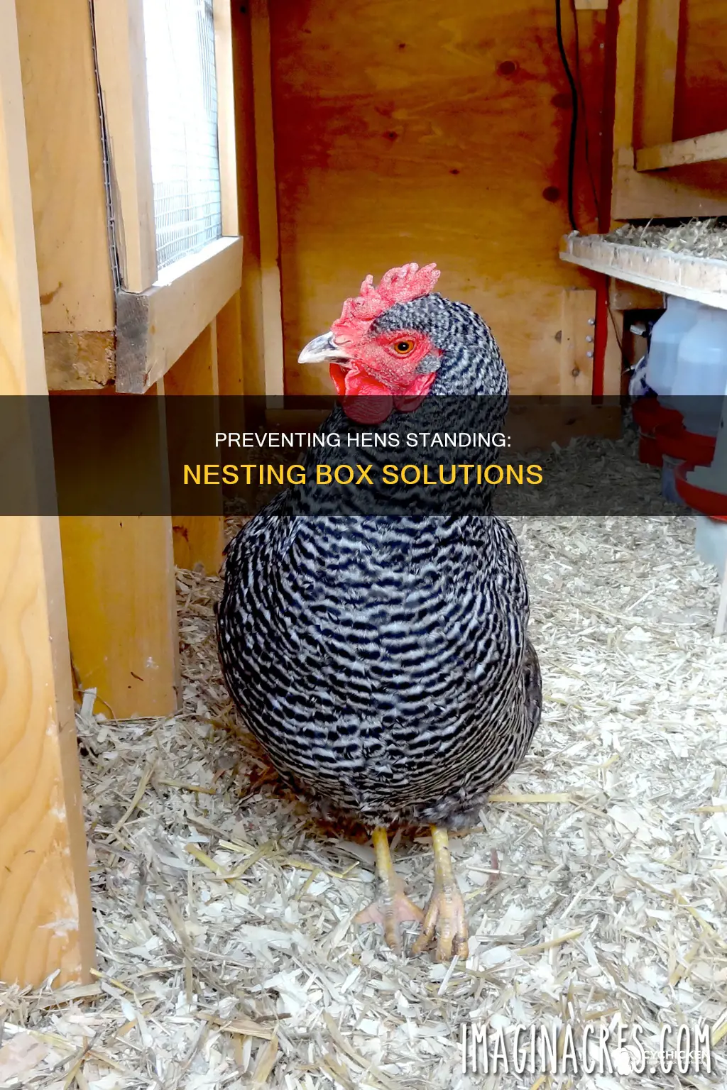 how to prevent chicken from standing on nesting box
