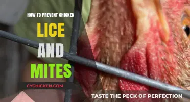 Effective Strategies to Prevent Chicken Lice and Mites Infestations