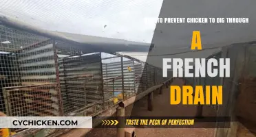 Preventing Chickens Digging: Secure Your French Drain
