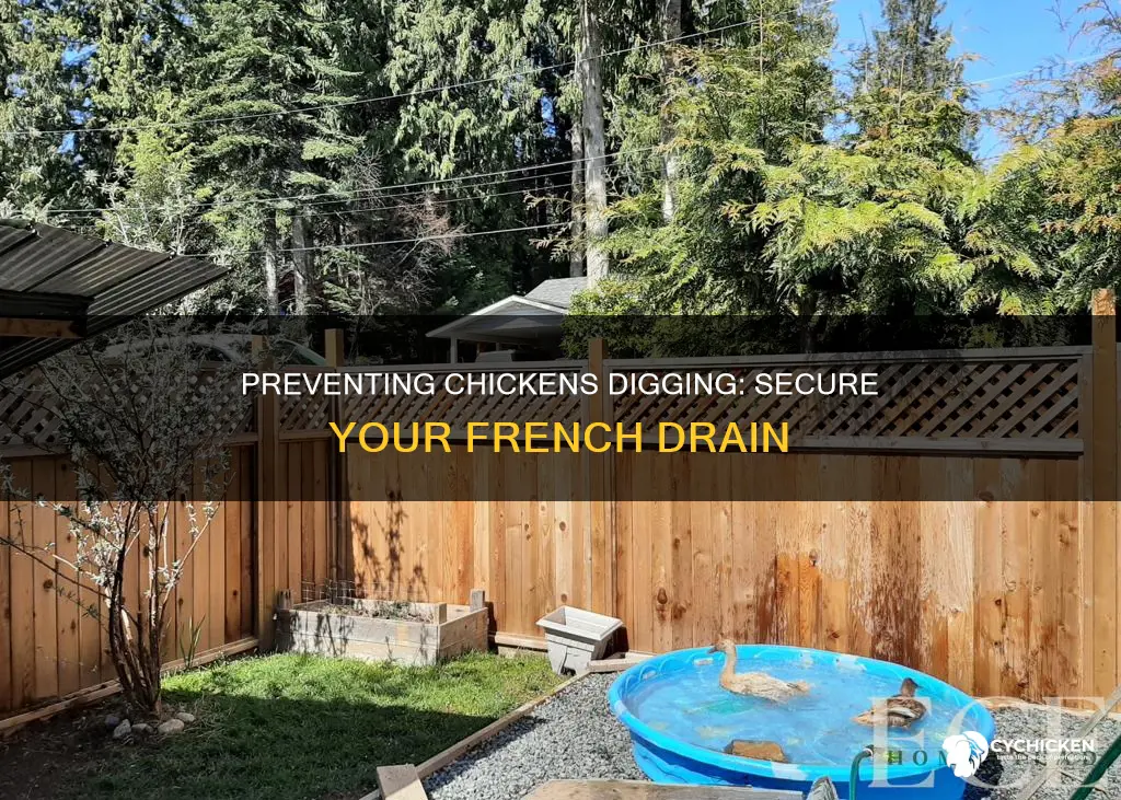 how to prevent chicken to dig through a french drain